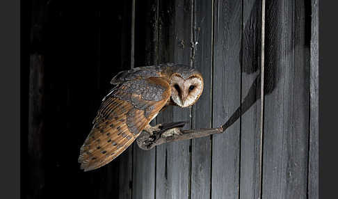 Schleiereule (Tyto alba)