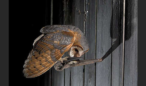 Schleiereule (Tyto alba)