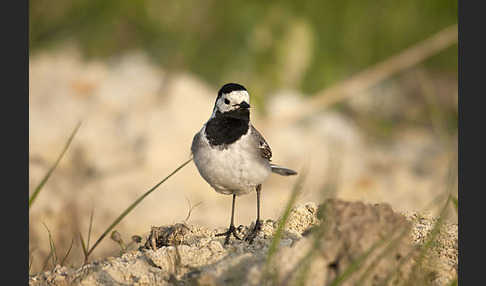 Bachstelze (Motacilla alba)