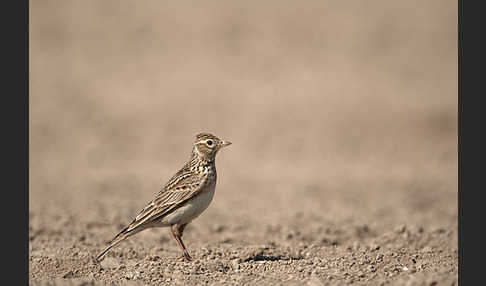 Feldlerche (Alauda arvensis)