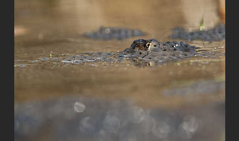 Grasfrosch (Rana temporaria)