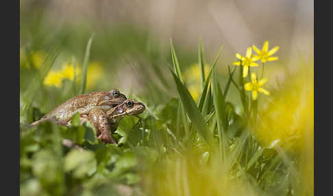 Grasfrosch (Rana temporaria)