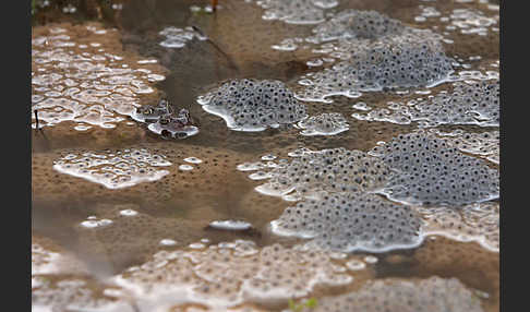 Grasfrosch (Rana temporaria)