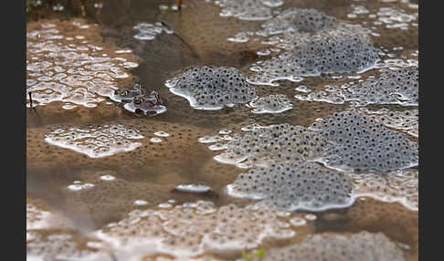 Grasfrosch (Rana temporaria)