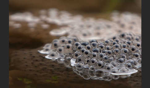 Grasfrosch (Rana temporaria)