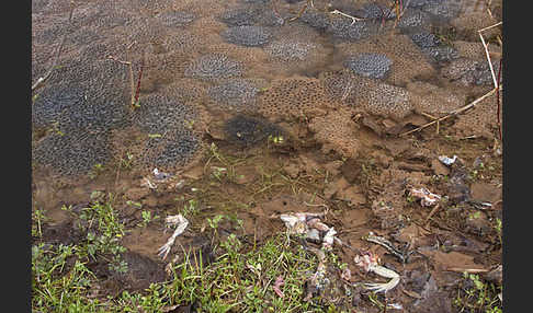 Grasfrosch (Rana temporaria)