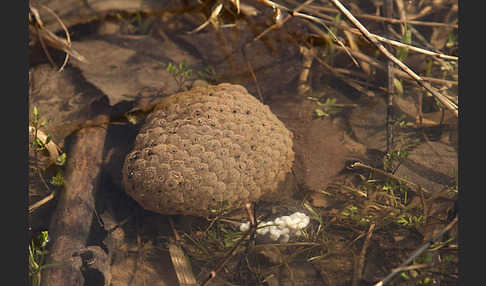 Grasfrosch (Rana temporaria)