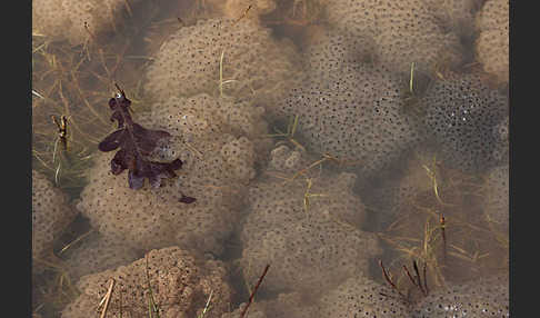 Grasfrosch (Rana temporaria)