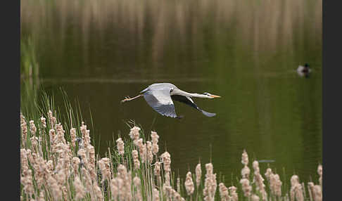 Graureiher (Ardea cinerea)