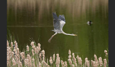 Graureiher (Ardea cinerea)