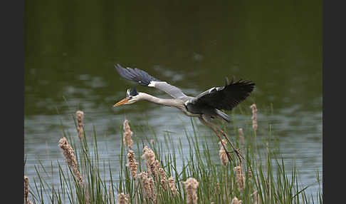 Graureiher (Ardea cinerea)