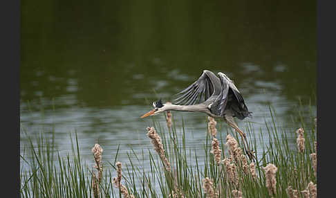 Graureiher (Ardea cinerea)