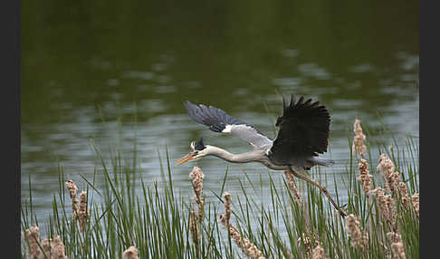 Graureiher (Ardea cinerea)