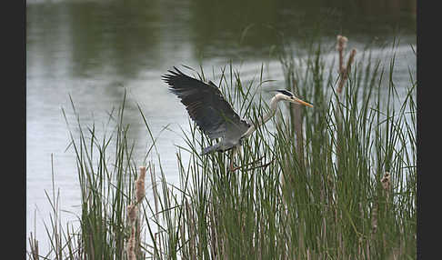 Graureiher (Ardea cinerea)