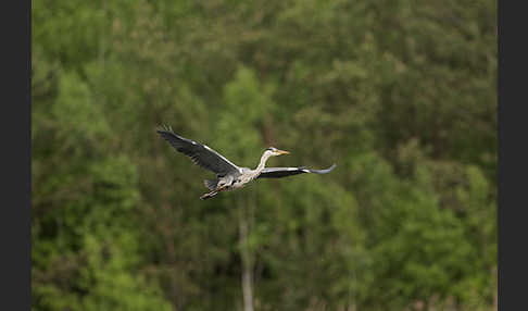 Graureiher (Ardea cinerea)