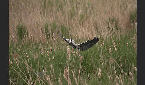 Graureiher (Ardea cinerea)