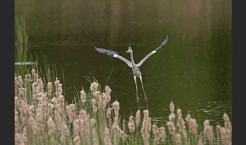 Graureiher (Ardea cinerea)