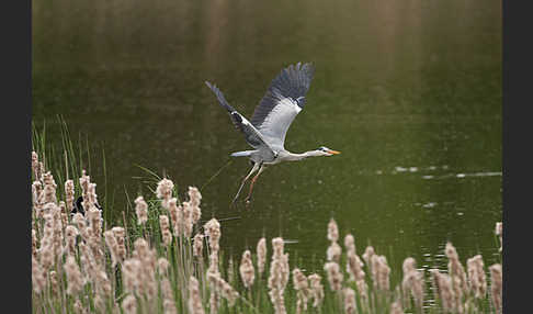 Graureiher (Ardea cinerea)