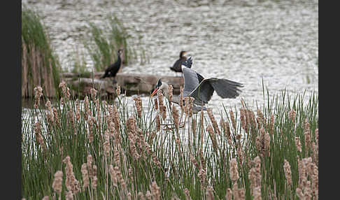 Graureiher (Ardea cinerea)