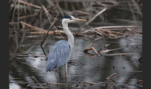 Graureiher (Ardea cinerea)