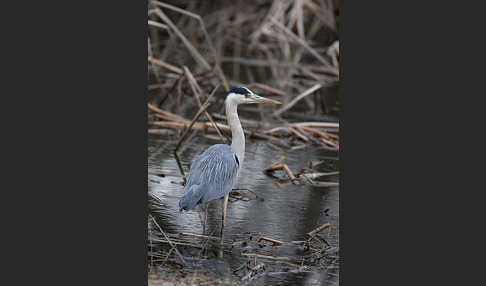 Graureiher (Ardea cinerea)