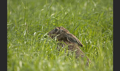 Feldhase (Lepus europaeus)