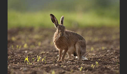 Feldhase (Lepus europaeus)