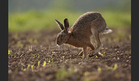 Feldhase (Lepus europaeus)