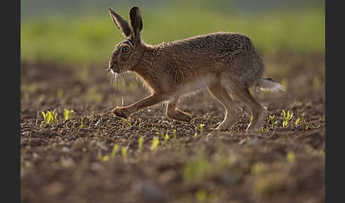 Feldhase (Lepus europaeus)