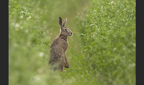 Feldhase (Lepus europaeus)