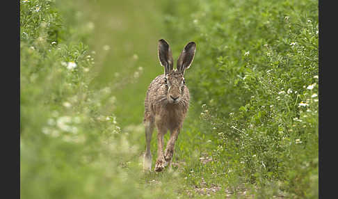 Feldhase (Lepus europaeus)