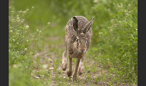 Feldhase (Lepus europaeus)