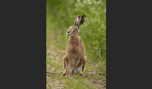 Feldhase (Lepus europaeus)