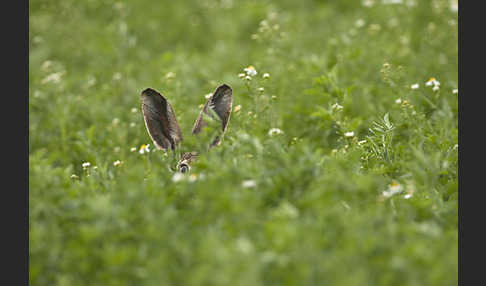 Feldhase (Lepus europaeus)