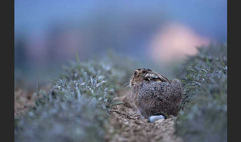 Feldhase (Lepus europaeus)