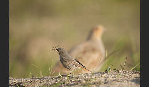 Hausrotschwanz (Phoenicurus ochruros)