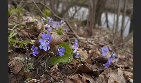 Leberblümchen (Hepatica nobilis)