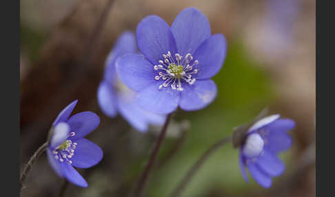 Leberblümchen (Hepatica nobilis)