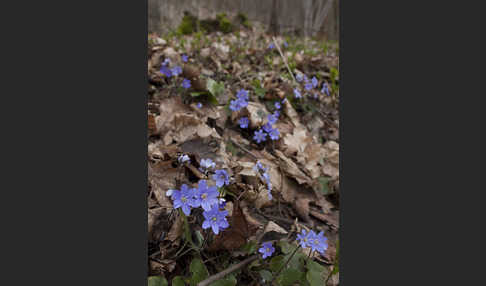 Leberblümchen (Hepatica nobilis)