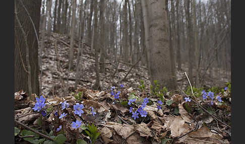 Leberblümchen (Hepatica nobilis)