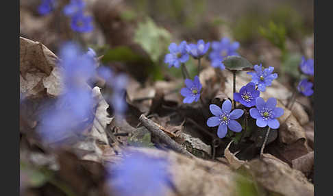 Leberblümchen (Hepatica nobilis)