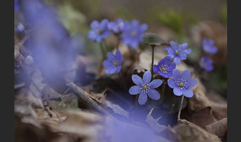 Leberblümchen (Hepatica nobilis)