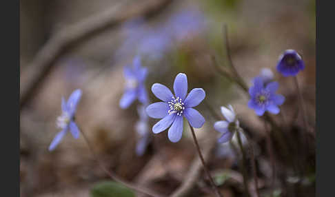 Leberblümchen (Hepatica nobilis)