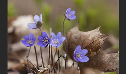 Leberblümchen (Hepatica nobilis)