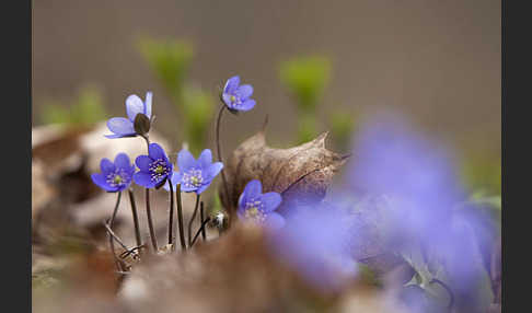 Leberblümchen (Hepatica nobilis)