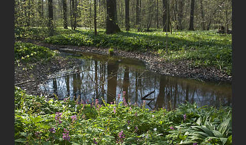 Hohler Lerchensporn (Corydalis cava)