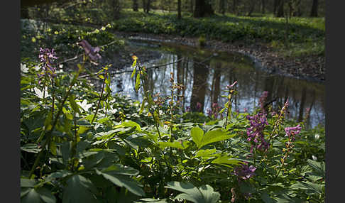 Hohler Lerchensporn (Corydalis cava)