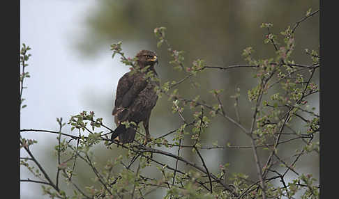 Schreiadler (Aquila pomarina)