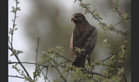 Schreiadler (Aquila pomarina)