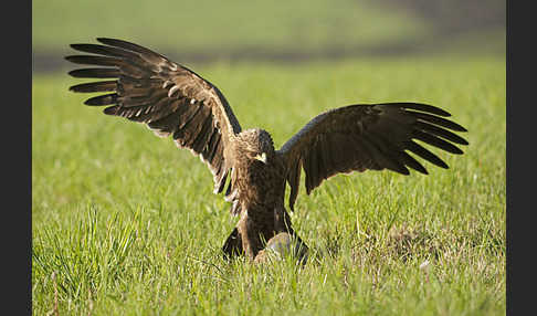 Schreiadler (Aquila pomarina)